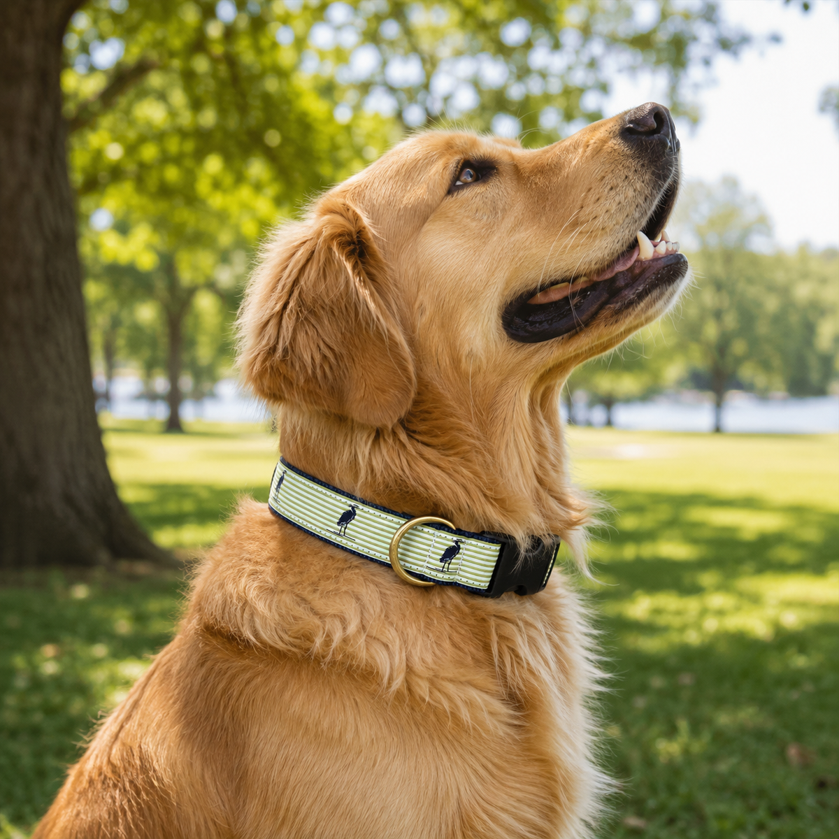 A golden retriever dog wearing a light green and navy striped dog collar with a gold buckle, photographed outdoors in a sunny park with green grass and trees in the background.  Pet accessories made with custom heron ribbon and cotton weave backing from Belted Cow Company. Eastern Shore lifestyle, Eastern Shore style, Eastern Shore, dog collar, dog leash, dog pet accessories